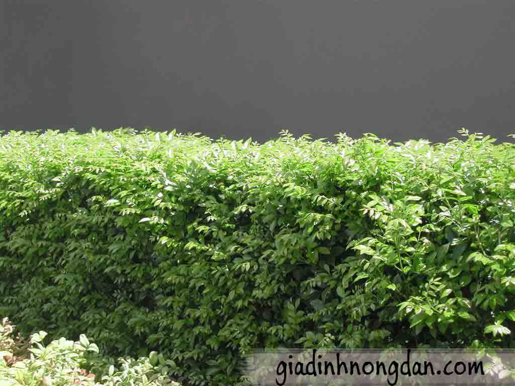 Cây Hoa Nguyệt Quế Cây Hoa Nguyệt Quế