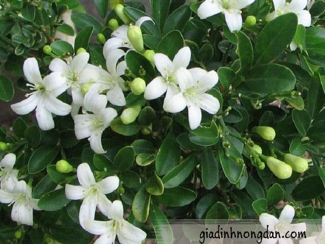 Cây Hoa Nguyệt Quế Cây Hoa Nguyệt Quế
