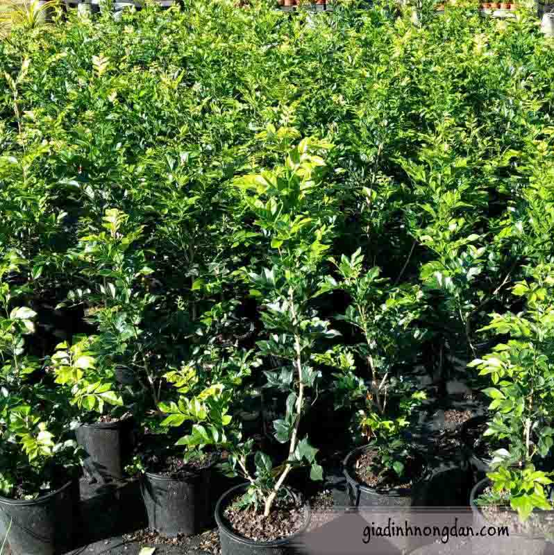 Cây Hoa Nguyệt Quế Cây Hoa Nguyệt Quế