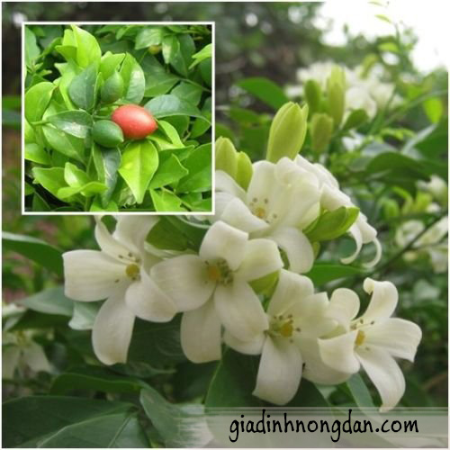 Cây Hoa Nguyệt Quế Cây Hoa Nguyệt Quế