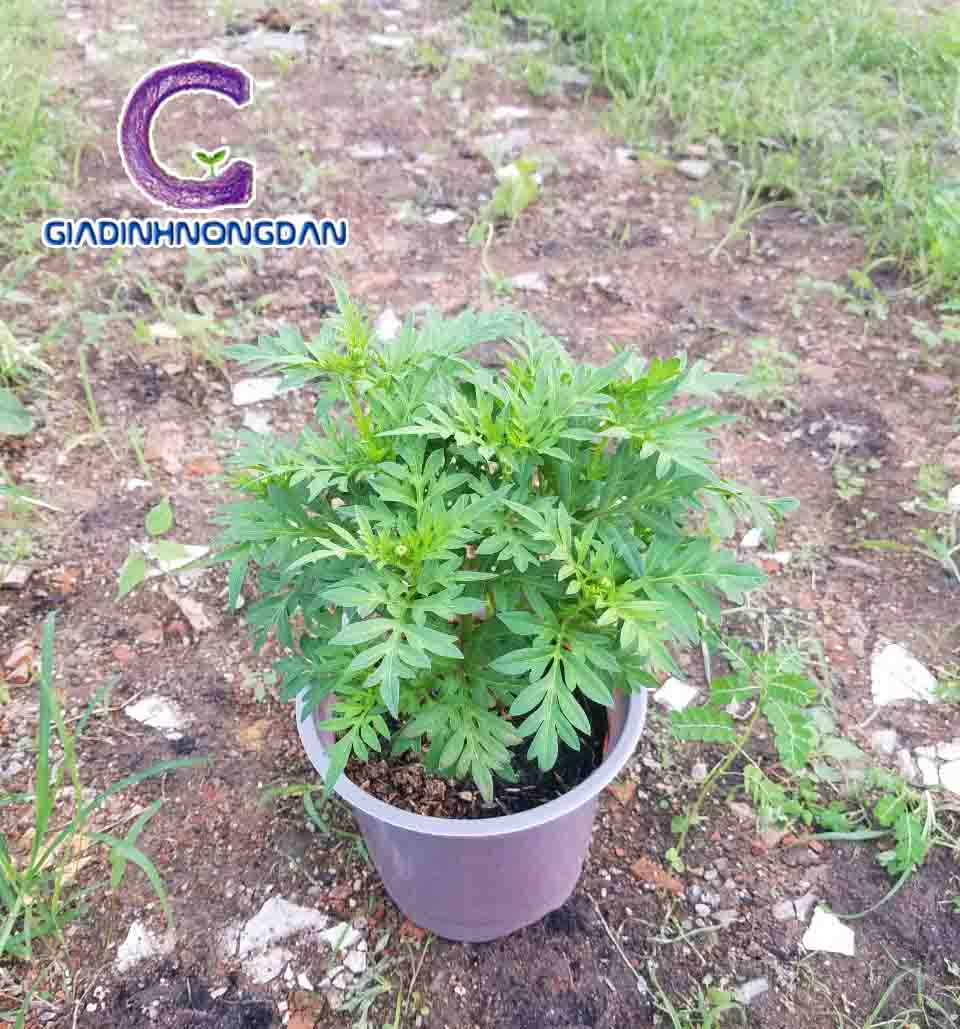 Cây Hoa Sao Nhái Cây Hoa Sao Nhái