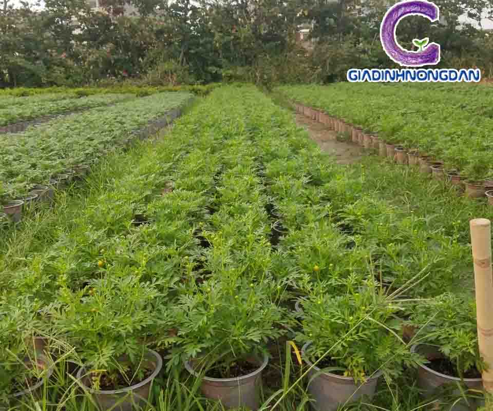 Cây Hoa Sao Nhái Cây Hoa Sao Nhái