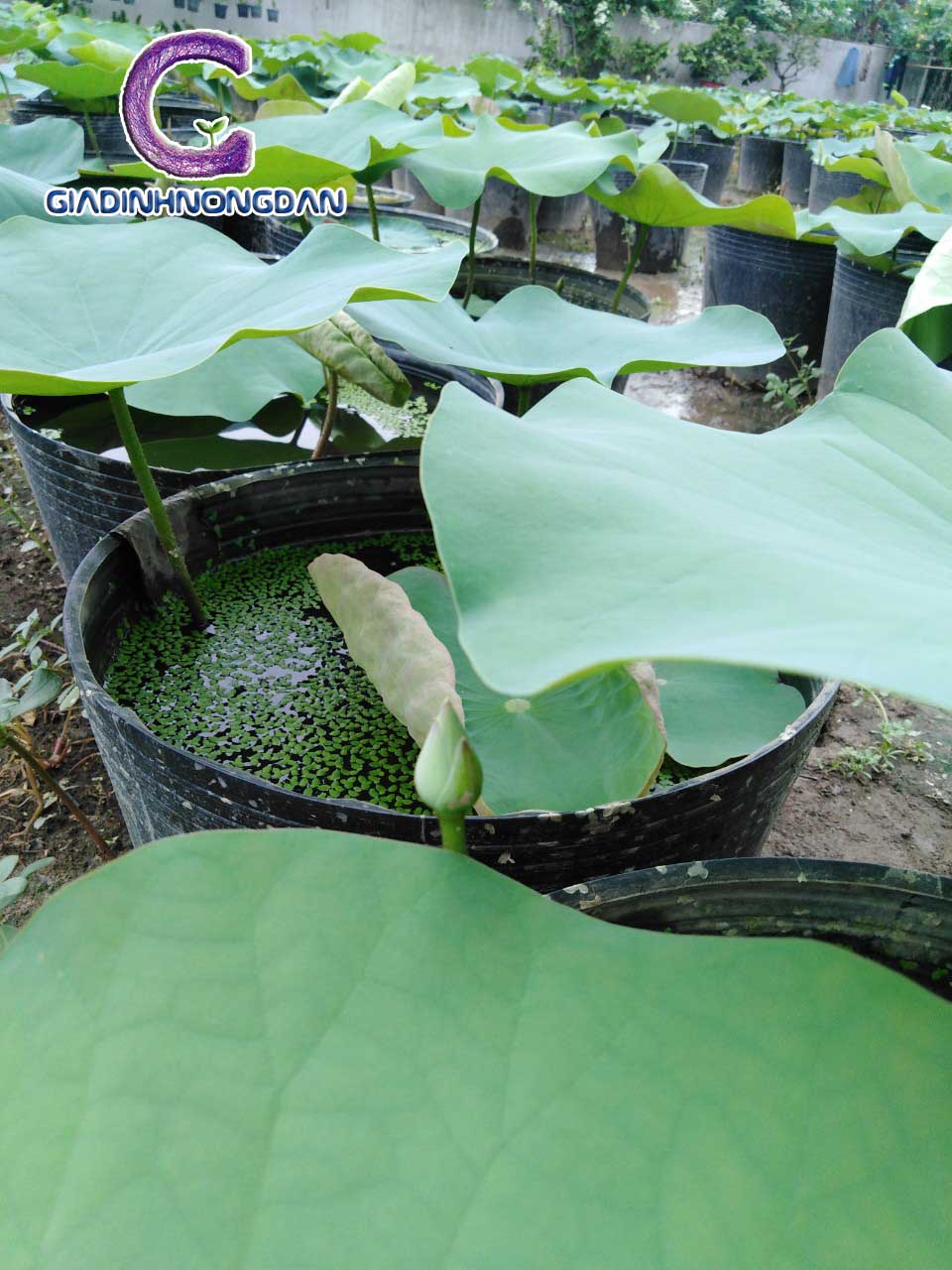 Cây Hoa Sen cây hoa sen