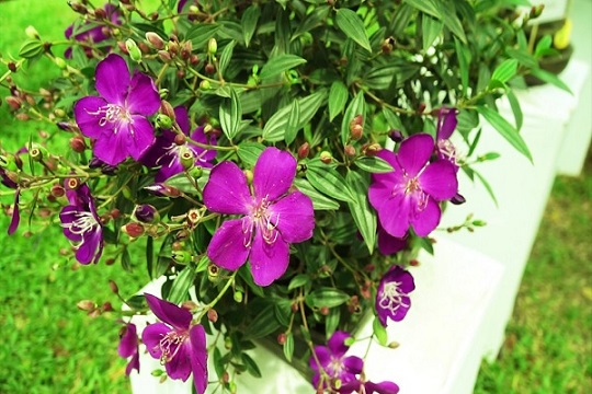 Cây Hoa Sim Cảnh (mua thái) Cây Hoa Sim Cảnh (mua thái)