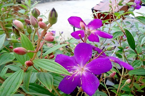 Cây Hoa Sim Cảnh (mua thái) Cây Hoa Sim Cảnh (mua thái)