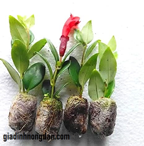 Cây Hoa Son Môi Chậu Treo Cây Hoa Son Môi Chậu Treo