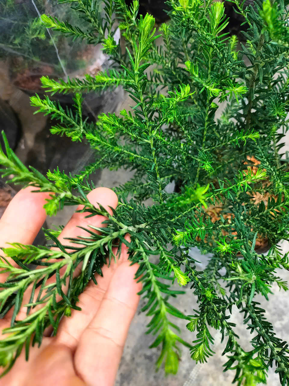cây hoa gạo sữa trắng cây hoa gạo sữa trắng