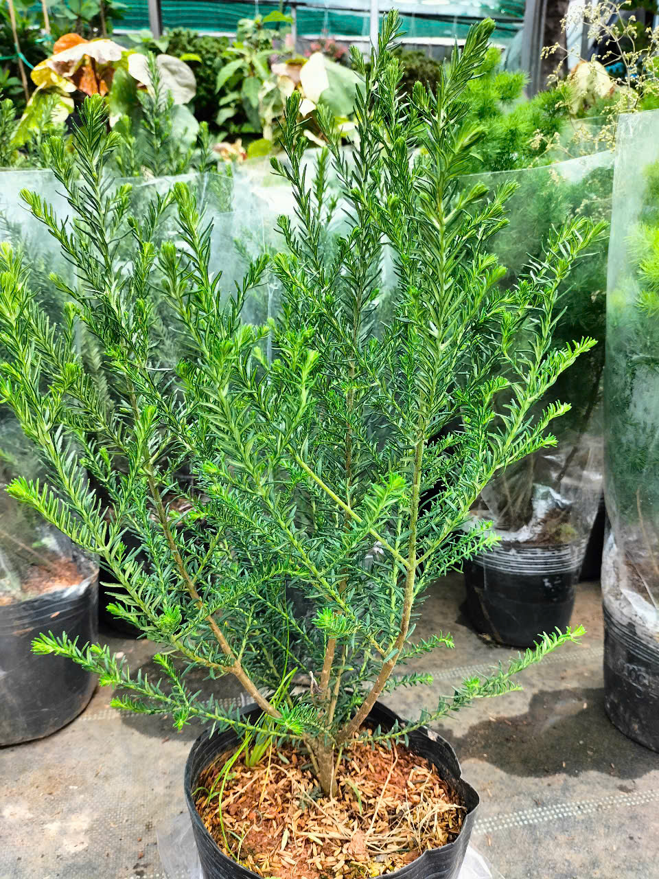 cây hoa gạo sữa trắng cây hoa gạo sữa trắng
