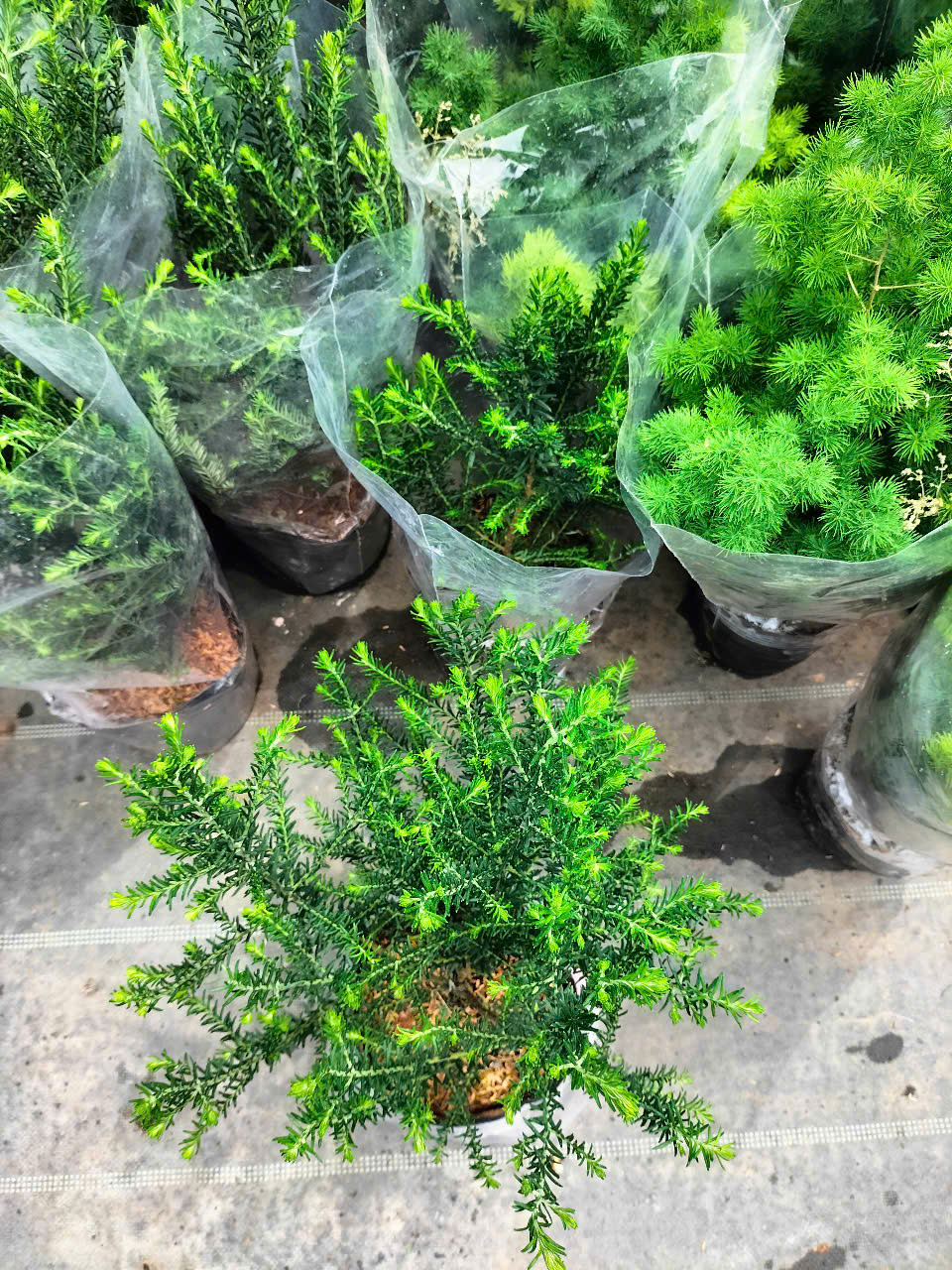 cây hoa gạo sữa trắng cây hoa gạo sữa trắng