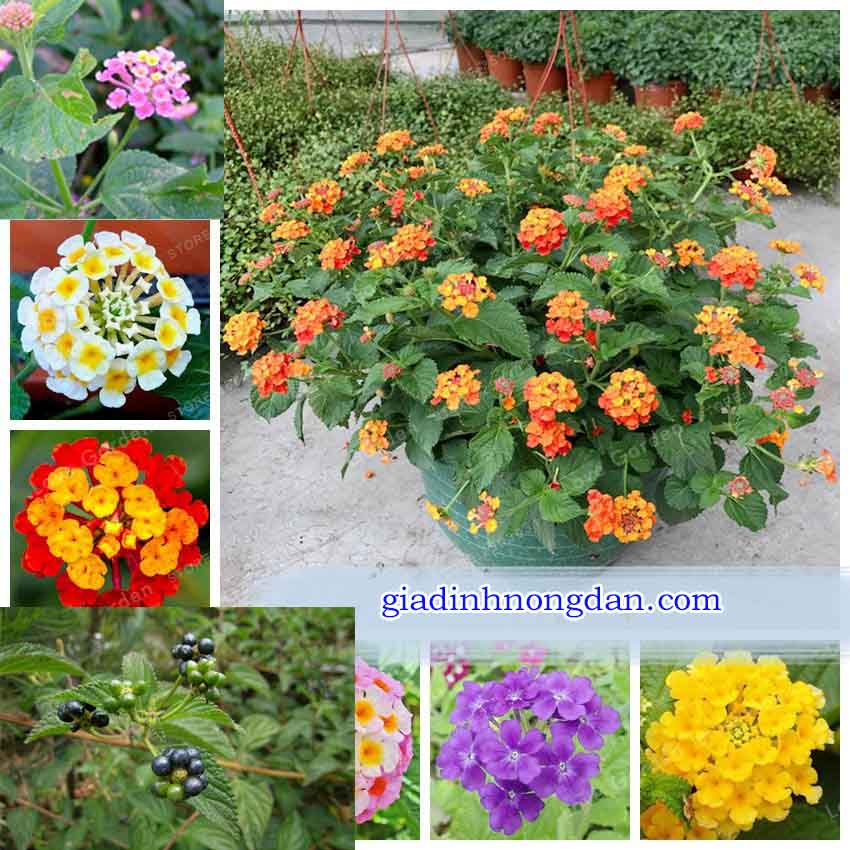 Cây Hoa Trâm Ổi (Hoa Ngũ Sắc)