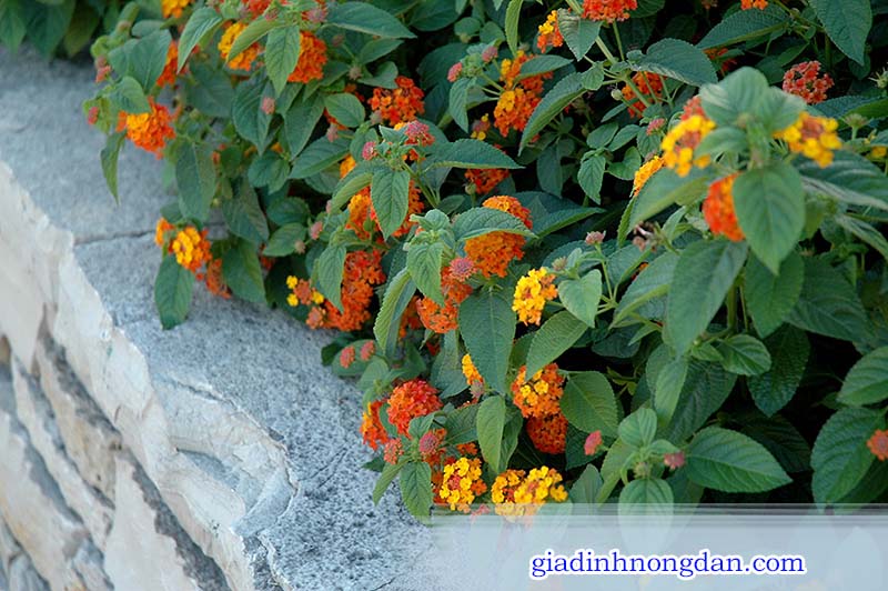 Cây Hoa Trâm Ổi (Hoa Ngũ Sắc)