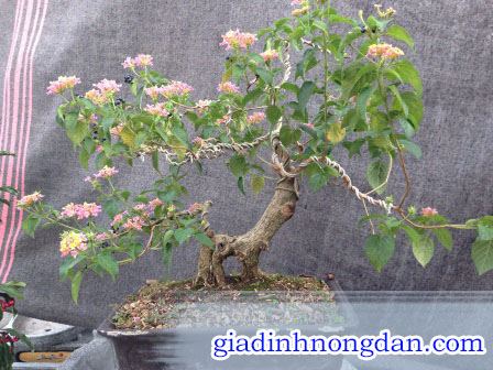 Cây Hoa Trâm Ổi (Hoa Ngũ Sắc)