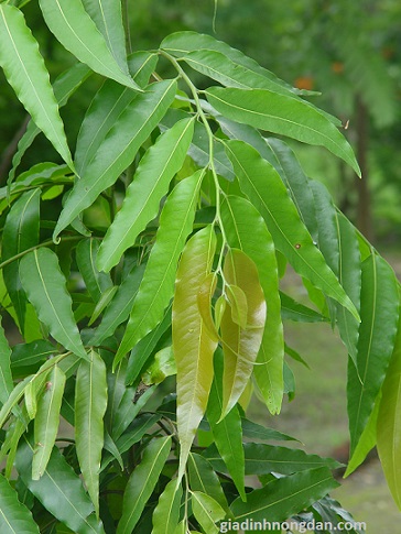 Cây Hoàng Nam Cây Hoàng Nam