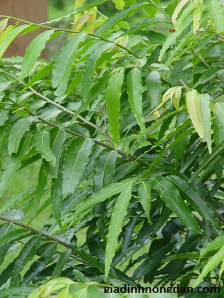 Cây Hoàng Nam Cây Hoàng Nam
