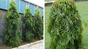 Cây hoàng nam trồng công trình 