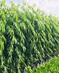 Cây hoàng nam trồng công trình 