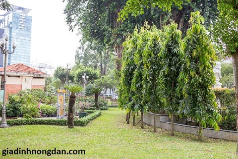 Cây Hoàng Nam Cây Hoàng Nam