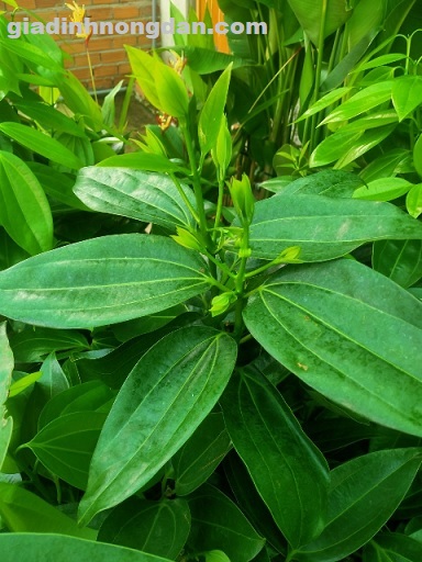 Cây Hòn Ngọc Viễn Đông Cây Hòn Ngọc Viễn Đông