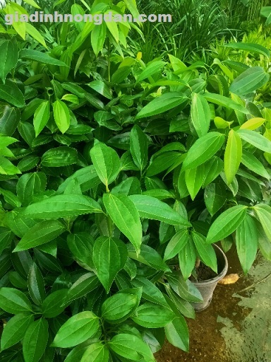 Cây Hòn Ngọc Viễn Đông Cây Hòn Ngọc Viễn Đông