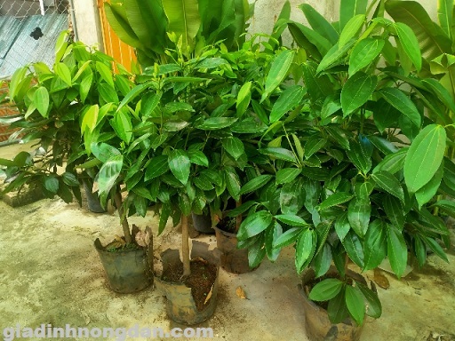 Cây Hòn Ngọc Viễn Đông Cây Hòn Ngọc Viễn Đông