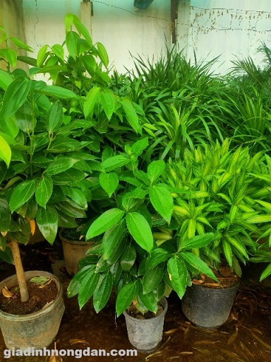 Cây Hòn Ngọc Viễn Đông Cây Hòn Ngọc Viễn Đông