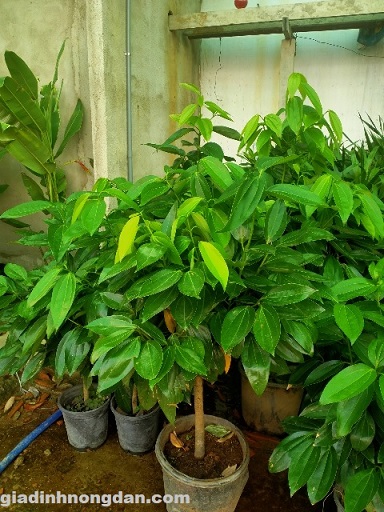 Cây Hòn Ngọc Viễn Đông Cây Hòn Ngọc Viễn Đông