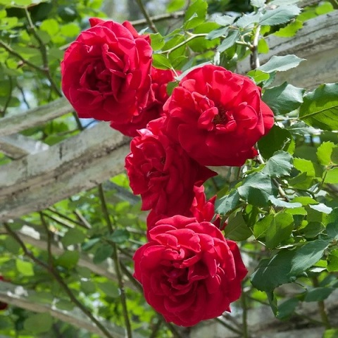 Cây Hồng Cổ Hải Phòng Cây Hồng Cổ Hải Phòng