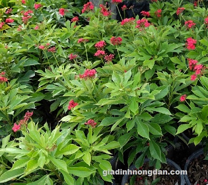 Cây Hồng Mai Cây Hồng Mai