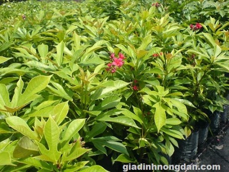 Cây Hồng Mai Cây Hồng Mai