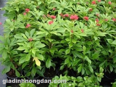 Cây Hồng Mai Cây Hồng Mai