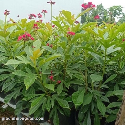 Cây Hồng Mai Cây Hồng Mai