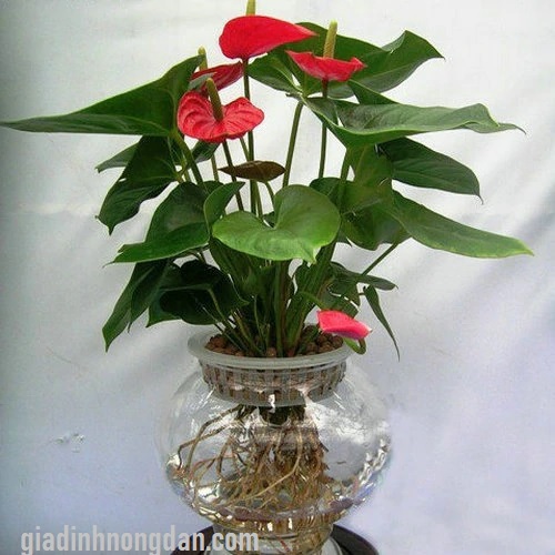 Chậu Hồng Môn Trồng Nước Chậu Hồng Môn Trồng Nước