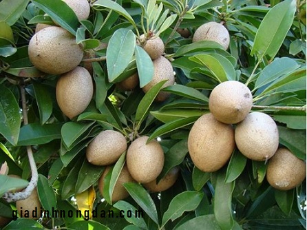Cây Hồng Xiêm (Sa pô chê)
