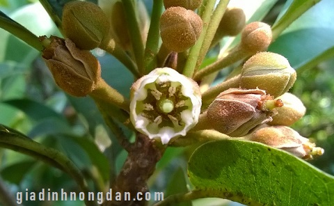 Cây Hồng Xiêm (Sa pô chê)