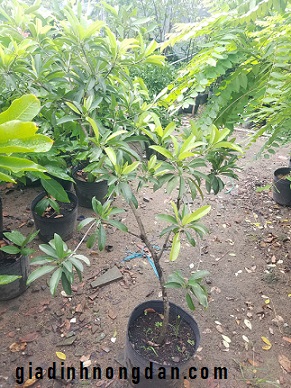 Cây Hồng Xiêm (Sa pô chê)