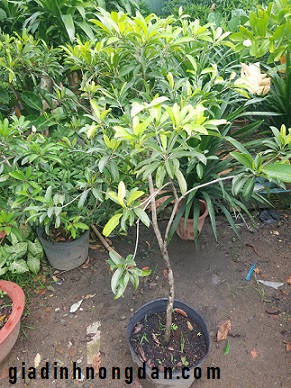 Cây Hồng Xiêm (Sa pô chê)