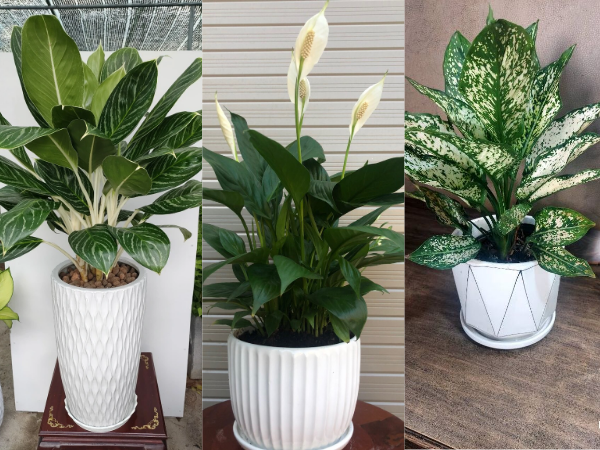 Tuổi Dần hợp với cây gì Tuổi Dần hợp với cây gì