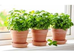 cây húng quế cây húng quế