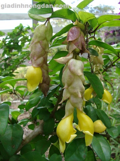 Cây Huyền Trân Công Chúa Cây Huyền Trân Công Chúa