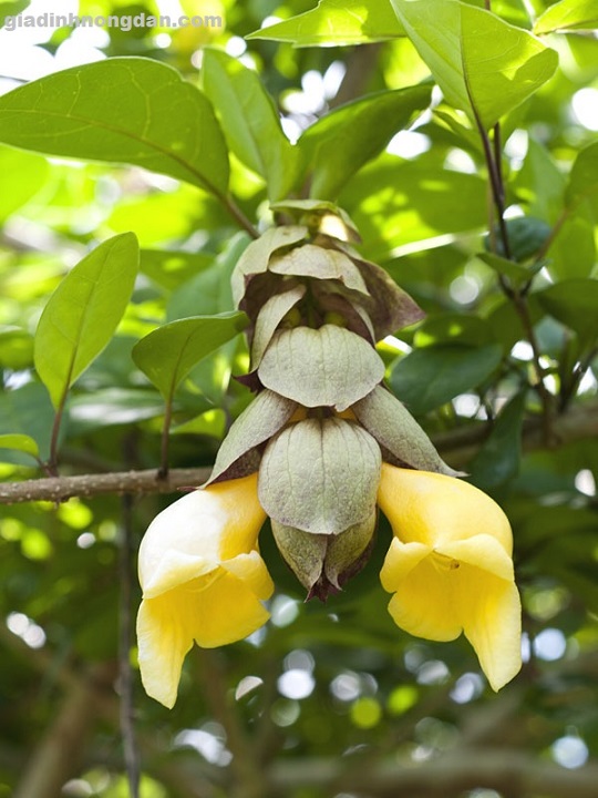 Cây Huyền Trân Công Chúa Cây Huyền Trân Công Chúa