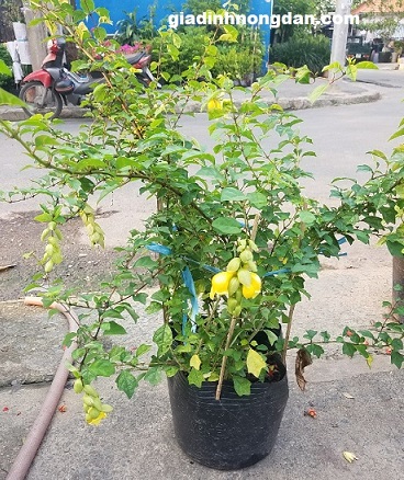 Cây Huyền Trân Công Chúa Cây Huyền Trân Công Chúa