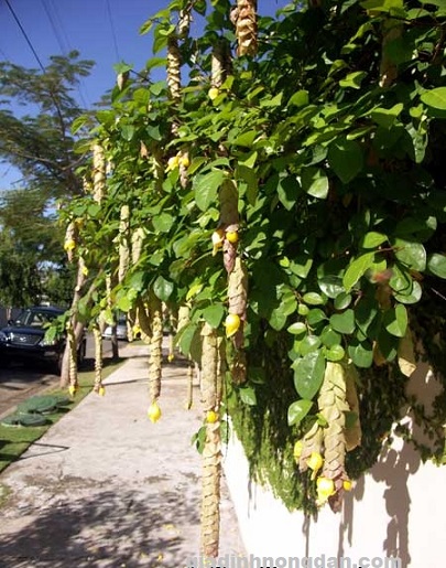 Cây Huyền Trân Công Chúa