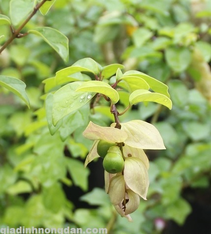 Cây Huyền Trân Công Chúa Cây Huyền Trân Công Chúa