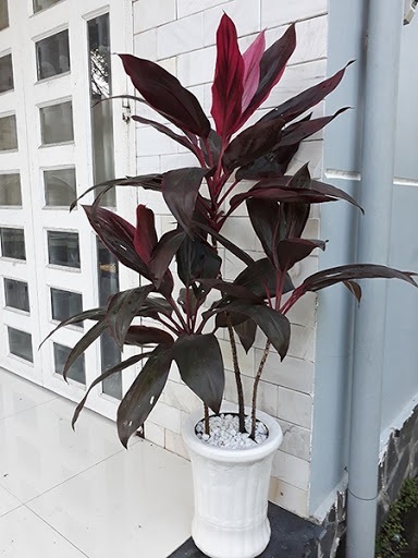 Cây Huyết Dụ Đỏ Cây Huyết Dụ Đỏ