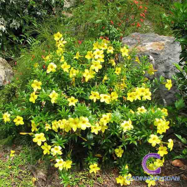 Cây Huỳnh Anh Lá Nhỏ Cây Huỳnh Anh Lá Nhỏ