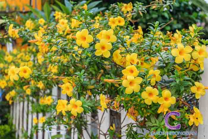 Cây Huỳnh Anh Lá Nhỏ Cây Huỳnh Anh Lá Nhỏ