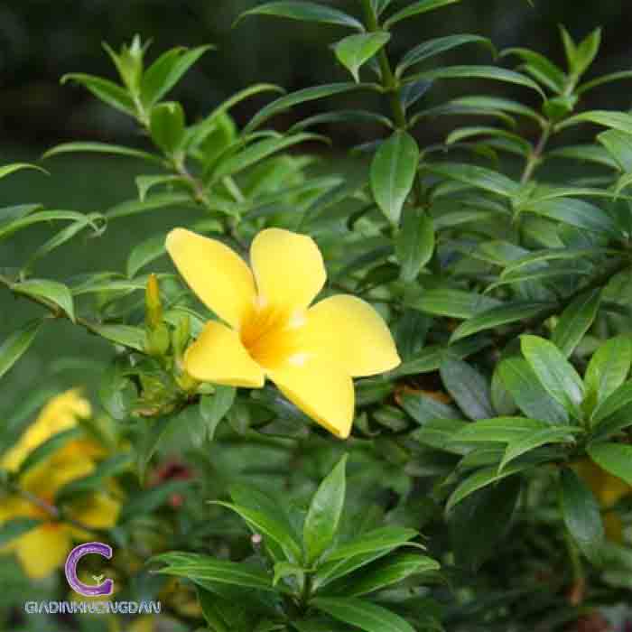 Cây Huỳnh Anh Lá Nhỏ Cây Huỳnh Anh Lá Nhỏ