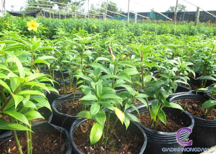 Cây Huỳnh Anh Lá Nhỏ Cây Huỳnh Anh Lá Nhỏ