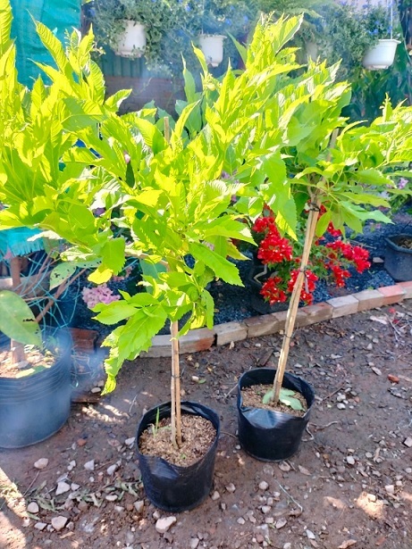 Cây Hoa Huỳnh Liên (chuông vàng) Một Cốt Tán Dù Cây Hoa Huỳnh Liên (chuông vàng) Một Cốt Tán Dù