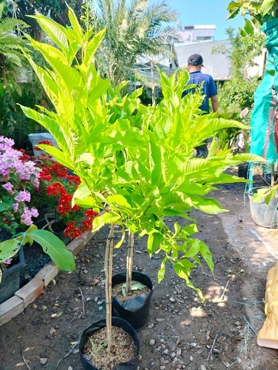 Cây Hoa Huỳnh Liên (chuông vàng) Một Cốt Tán Dù Cây Hoa Huỳnh Liên (chuông vàng) Một Cốt Tán Dù